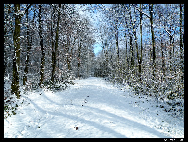 Schnee Im Wald • Amoenitas et Interitus...